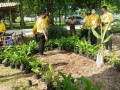 โครงการอนุรักษ์พันธุกรรมพืชอันเนื่องมาจากพระราชดำริฯ ... Image 6