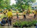 โครงการอนุรักษ์พันธุกรรมพืชอันเนื่องมาจากพระราชดำริฯ ... Image 12