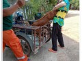 ให้บริการฉีดวัคซีนป้องกันโรคพิษสุนัขบ้าฯ 2566 Image 8